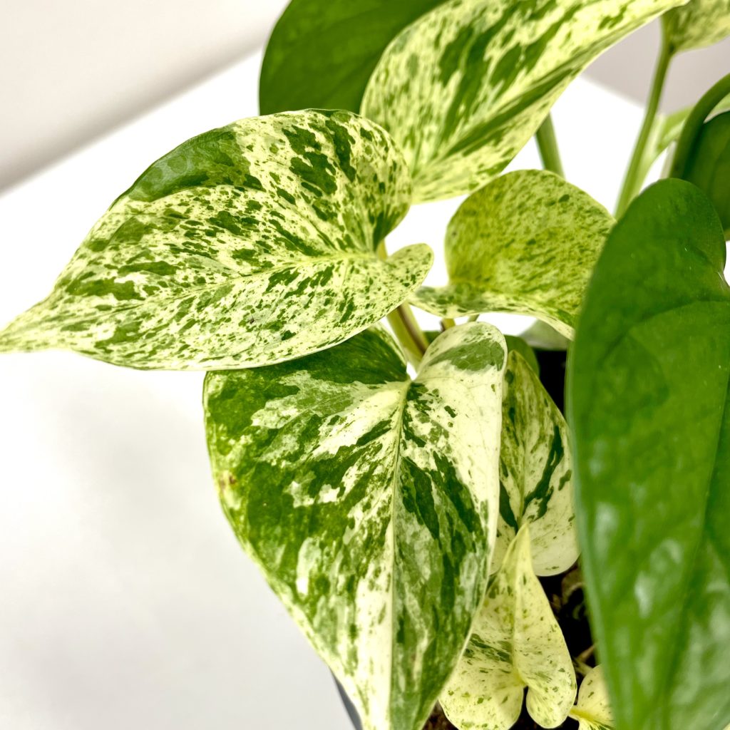 Epipremnum Marble 15cm Springvale Garden Centre