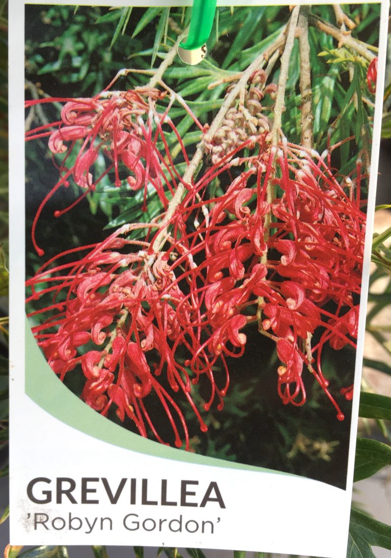 Grevillea Robyn Gordon - Springvale Garden Centre