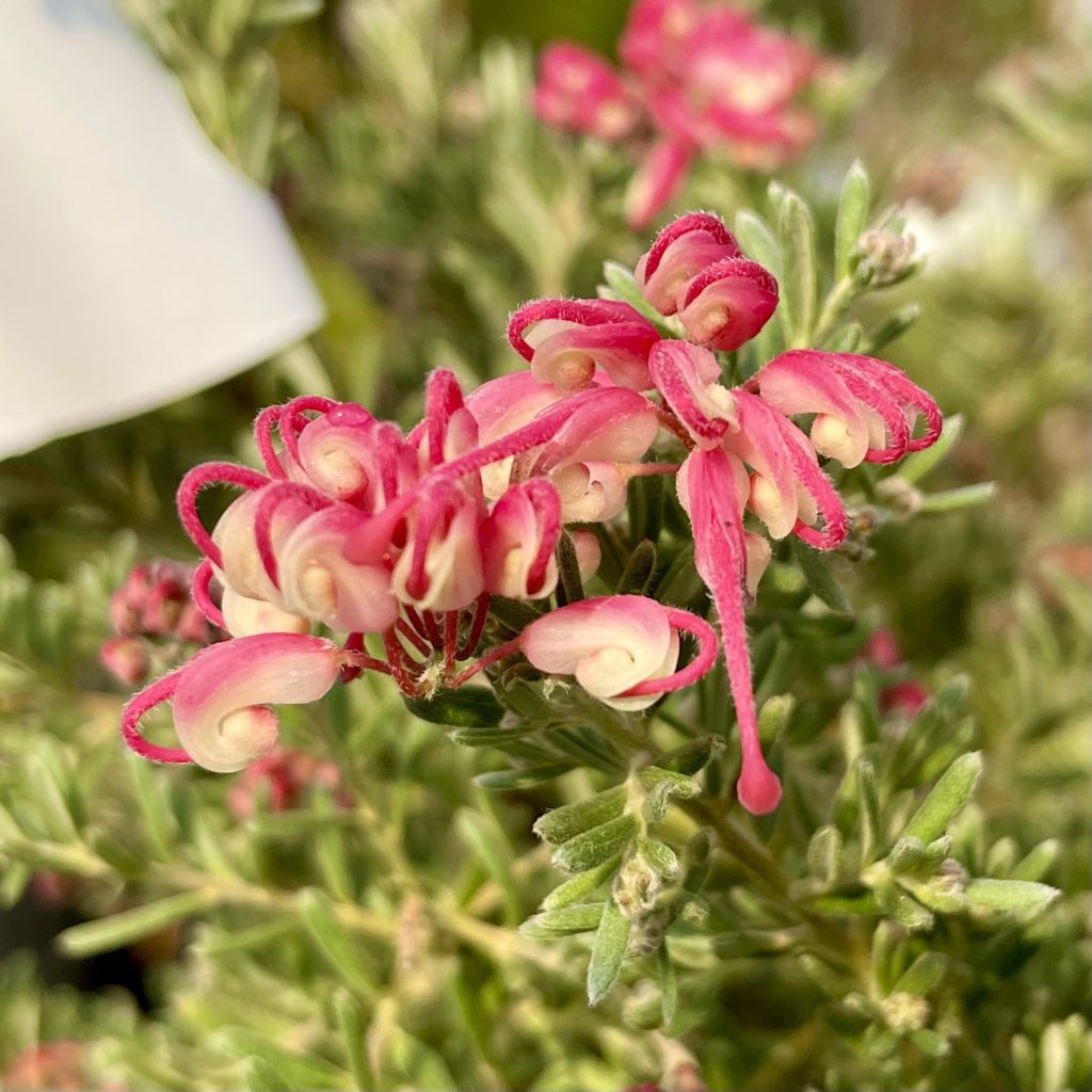 Grevillea Winter Delight - Springvale Garden Centre