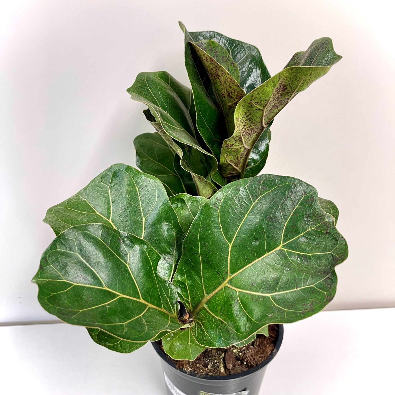 Ficus Lyrata Bambino 15cm Springvale Garden Centre