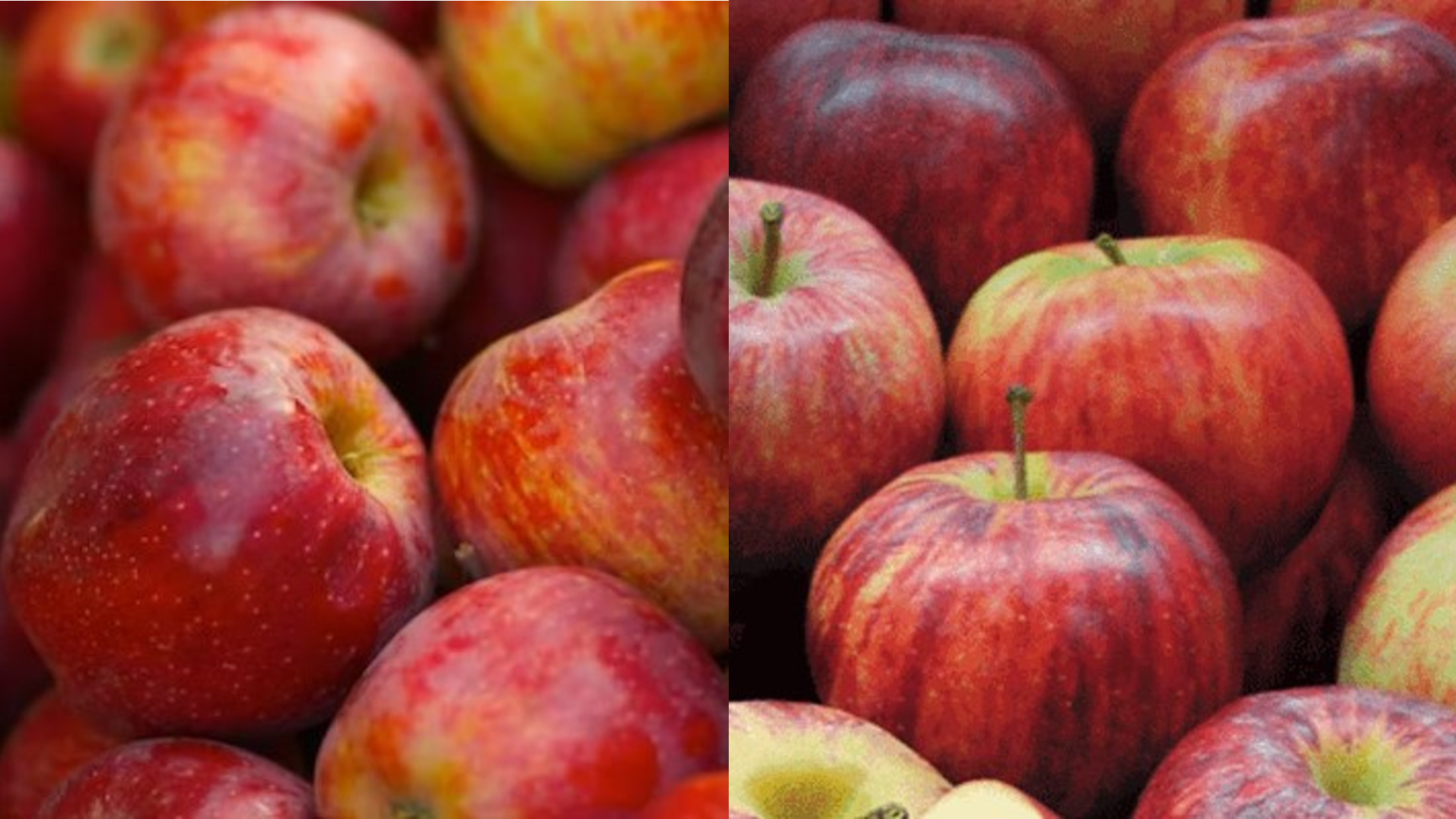 Apple Dual Braeburn/Royal Gala Springvale Garden Centre