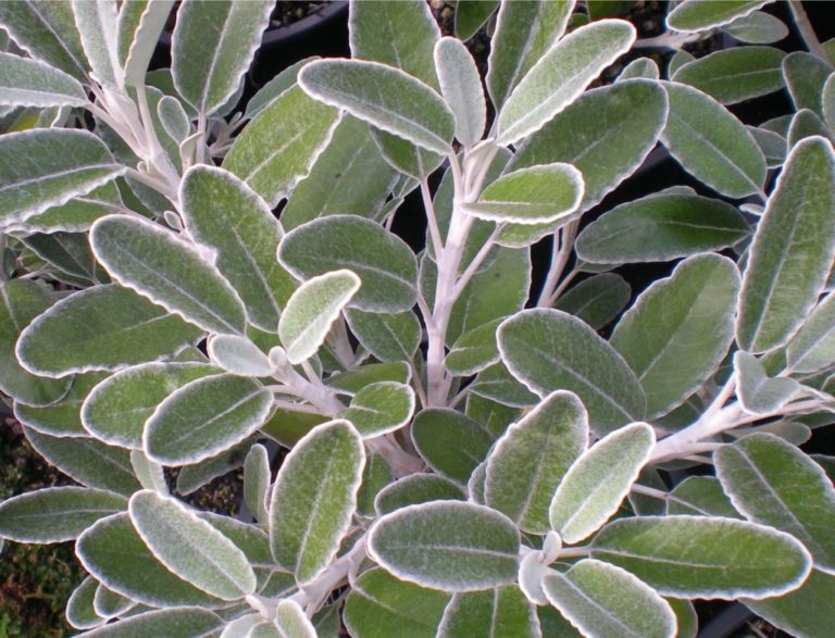 Brachyglottis'Otari Cloud' 2.5 - Springvale Garden Centre