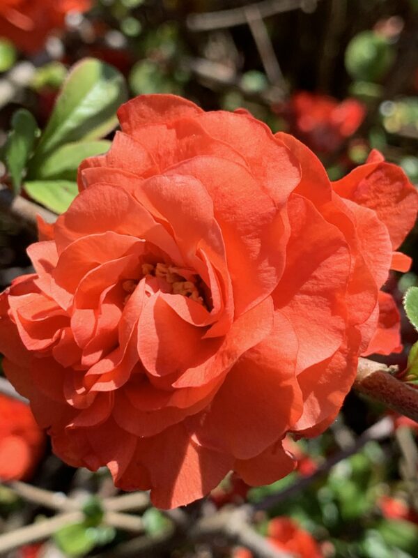 Chaenomeles 'Orange Storm'