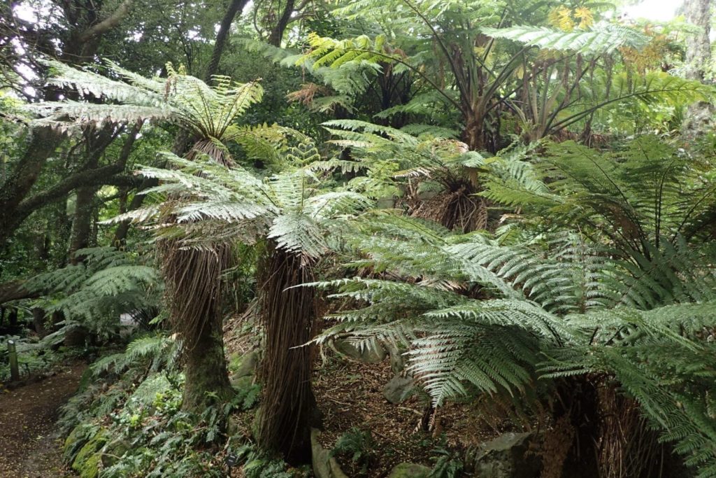 Dicksonia Fibrosa 8.5L - Springvale Garden Centre