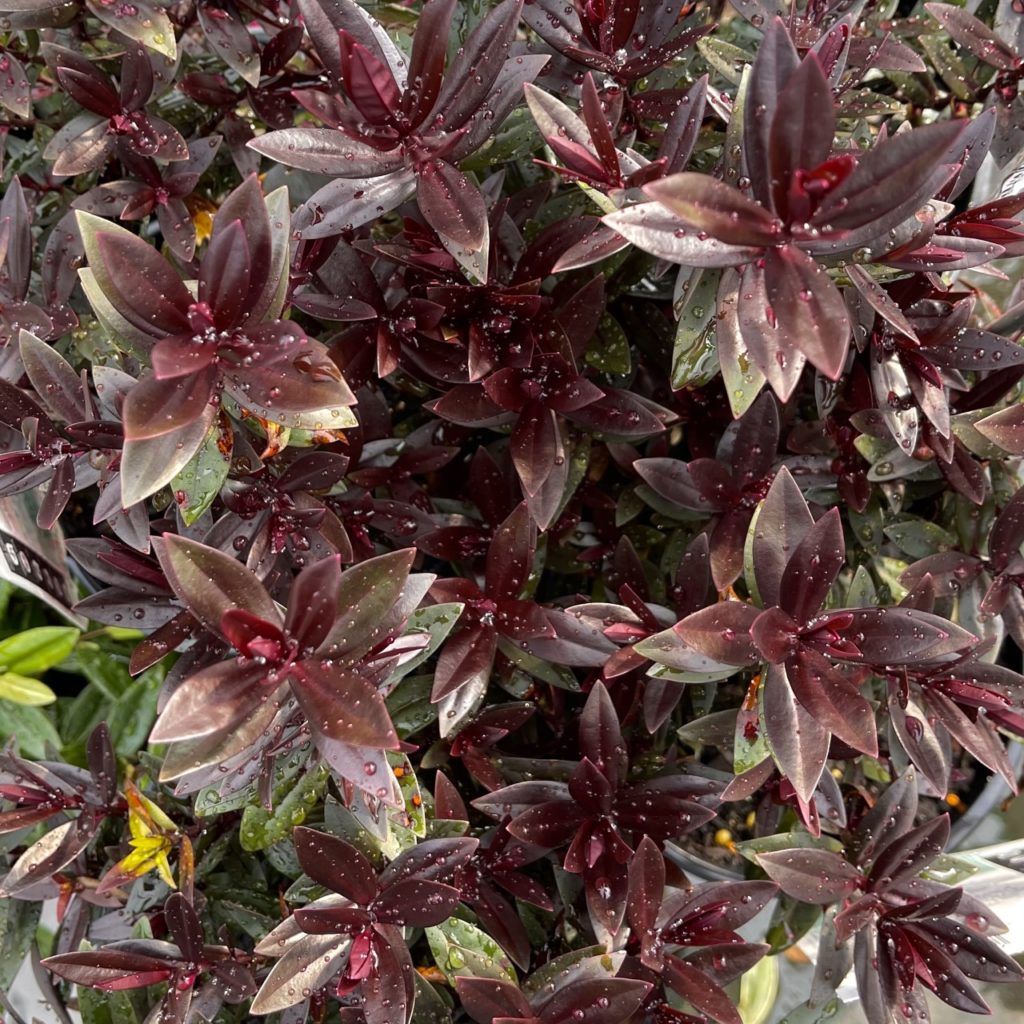 Hebe Chocolate Box Strawberry Truffle Springvale Garden Centre