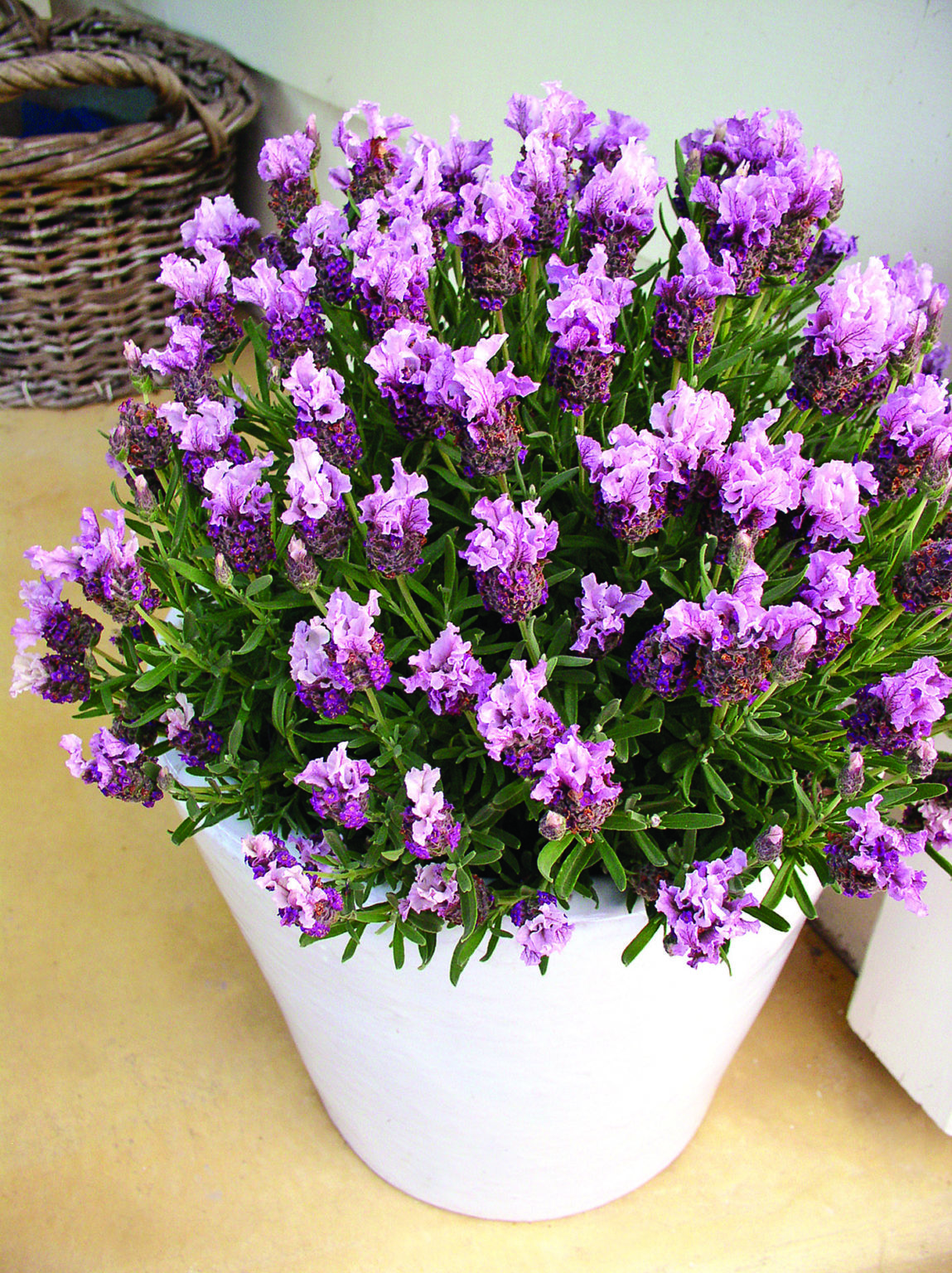 Lavender Boysenberry Ruffles - Springvale Garden Centre