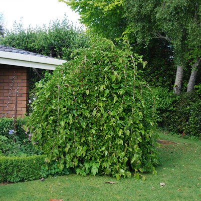 Morus alba Pendula PB18 - Springvale Garden Centre