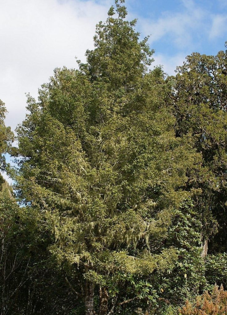 Phyllocladus trichomanoides - Springvale Garden Centre