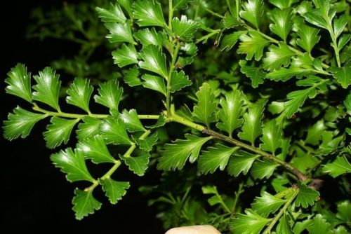 Phyllocladus trichomanoides - Springvale Garden Centre