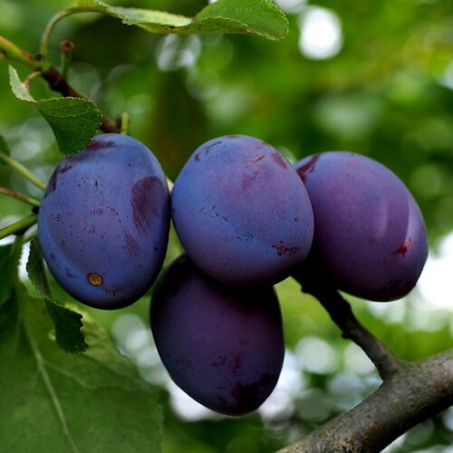 Plum Black Doris - Springvale Garden Centre