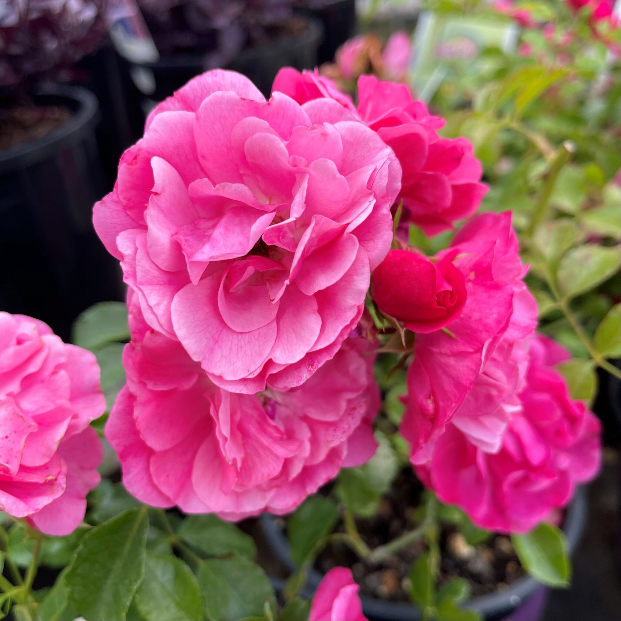 Rose Flower Carpet - Pink - Springvale Garden Centre