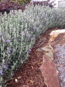 Teucrium fruticans - Springvale Garden Centre