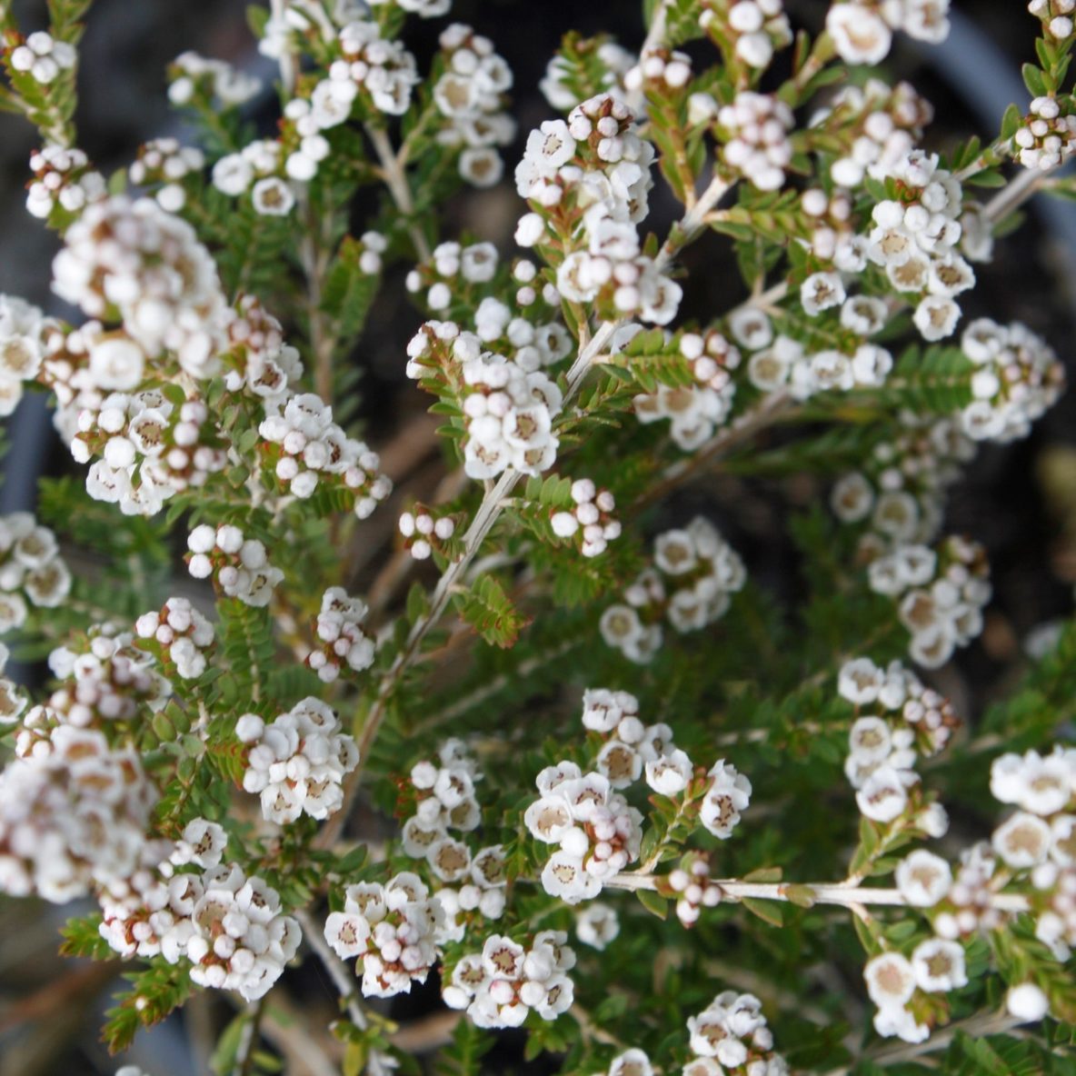 Thryptomene Super-Nova - Springvale Garden Centre