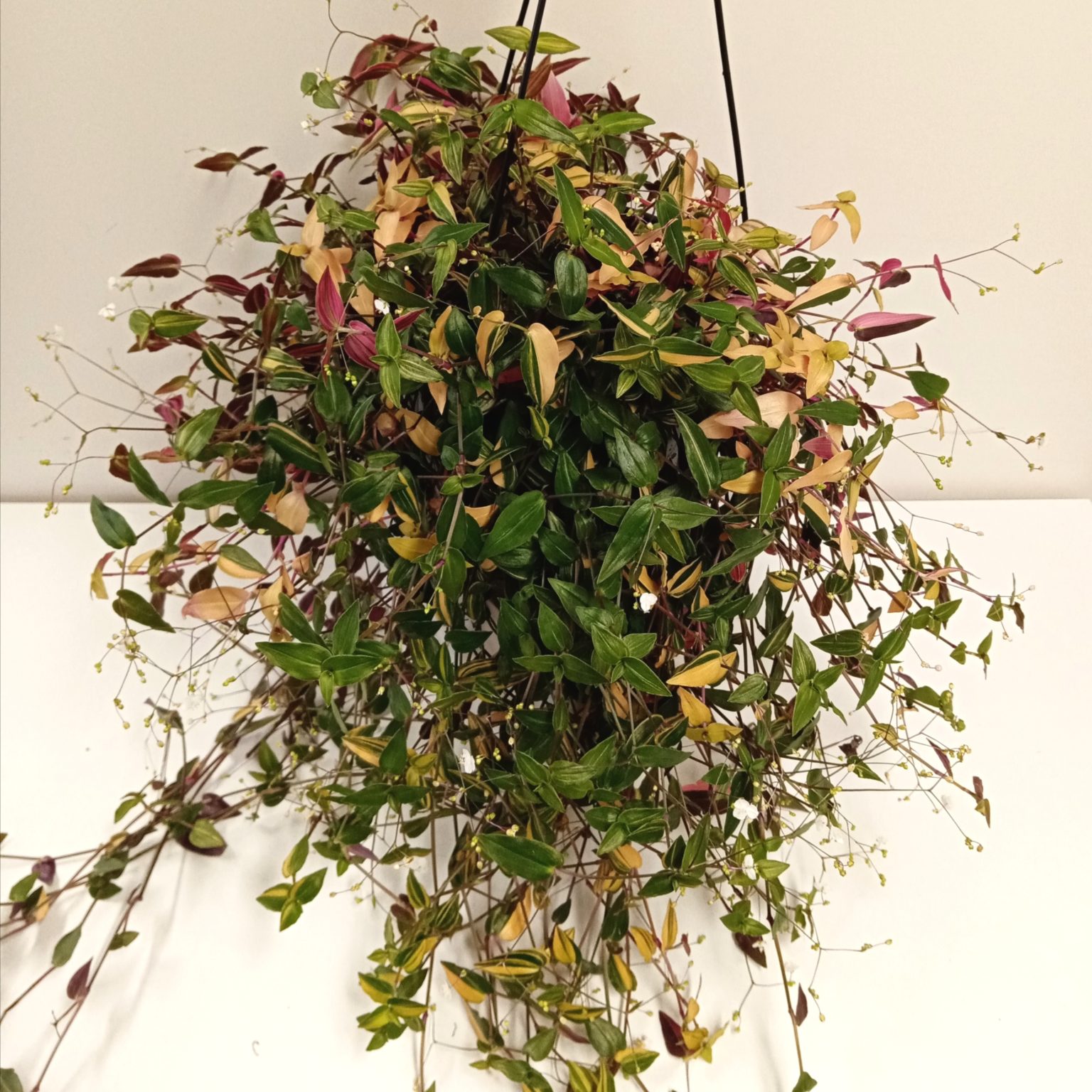 Bridal Veil Variegated 17.5cm Springvale Garden Centre