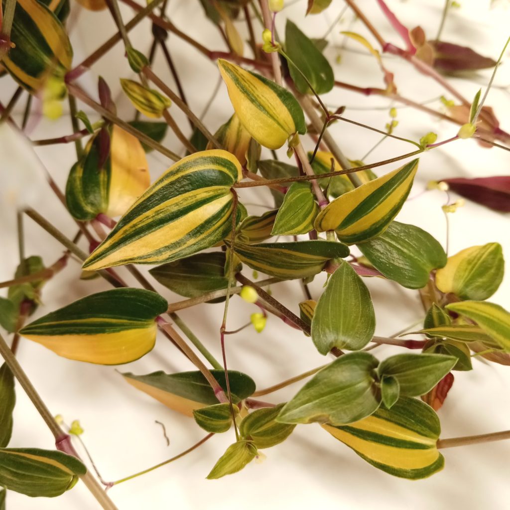 Bridal Veil Variegated 17.5cm Springvale Garden Centre