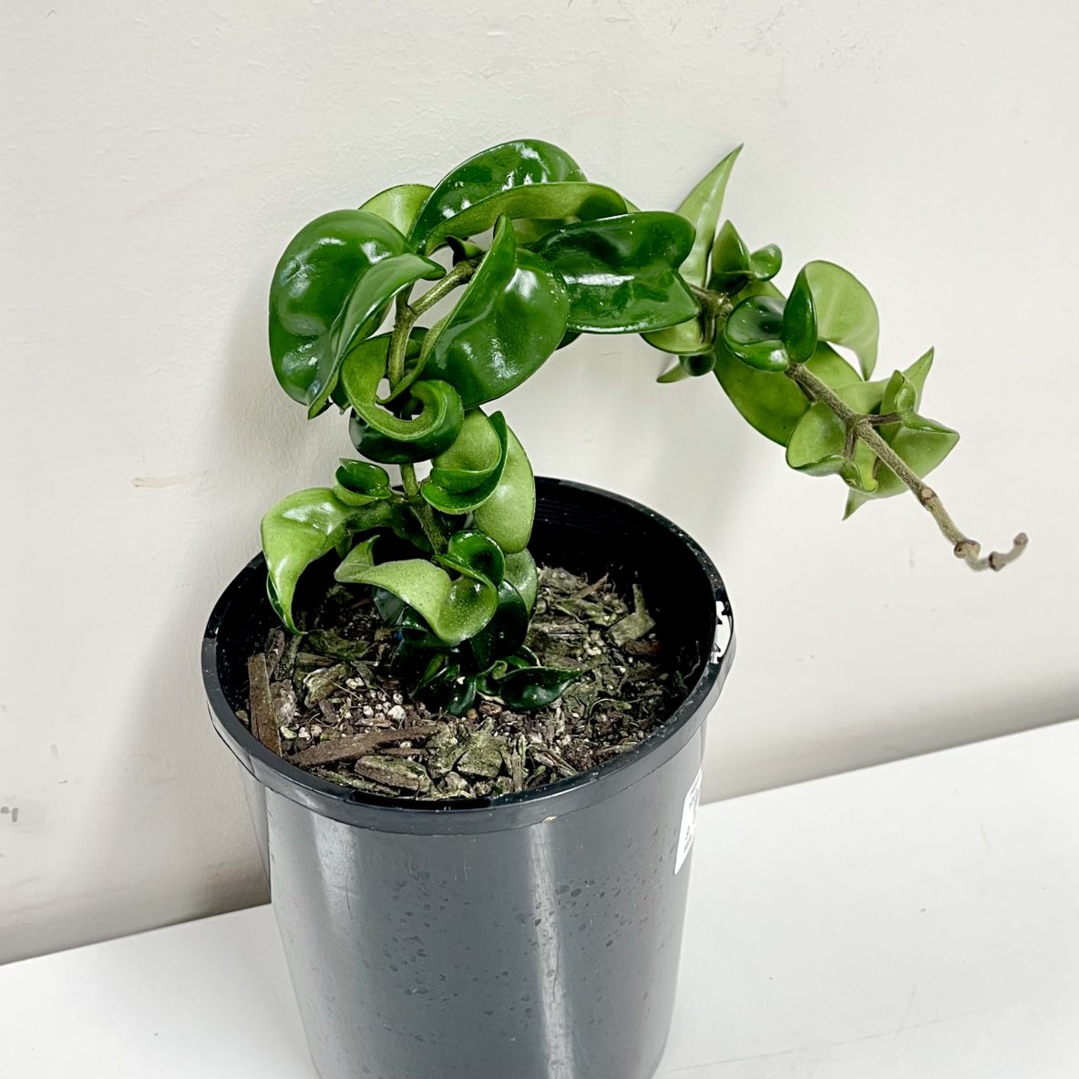 Hoya Hindu Rope 12cm Springvale Garden Centre