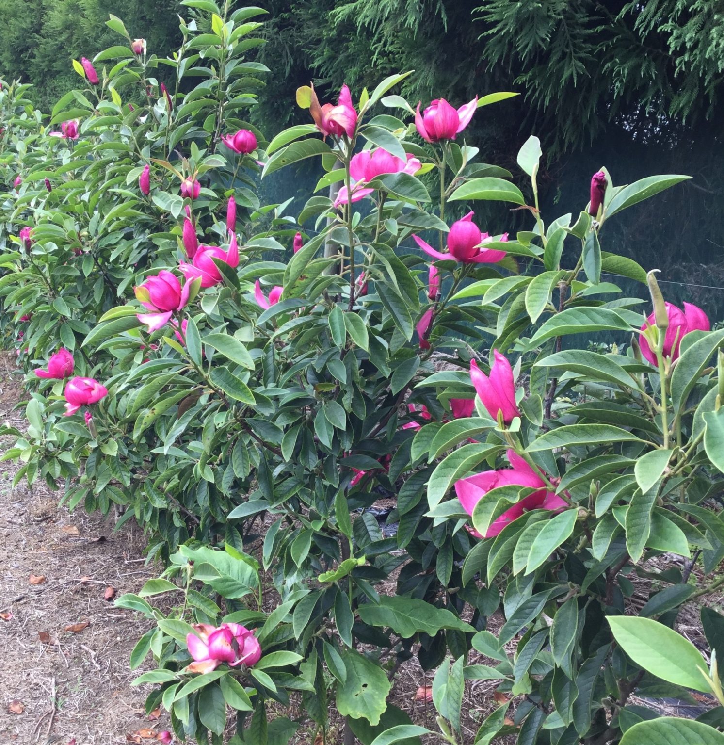 Magnolia Summer Magic Springvale Garden Centre