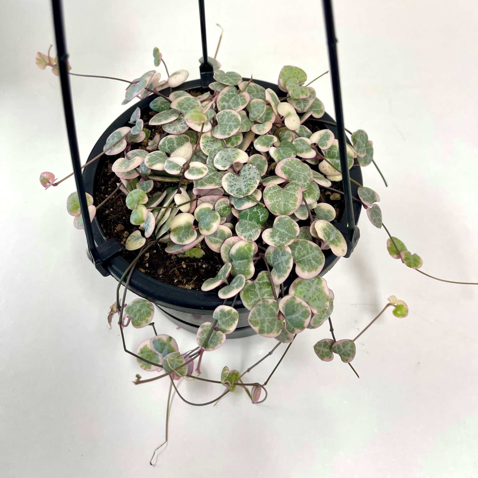 Variegated Chain Of Hearts