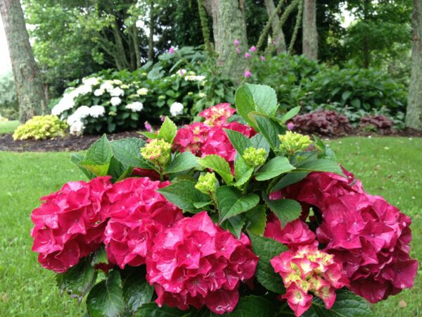 Hydrangea Saxon Red Dawn