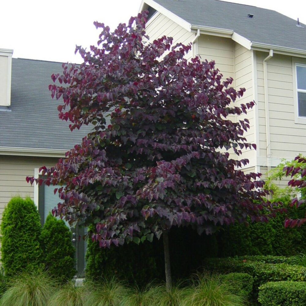 Cercis Forest Pansy 35lt Springvale Garden Centre