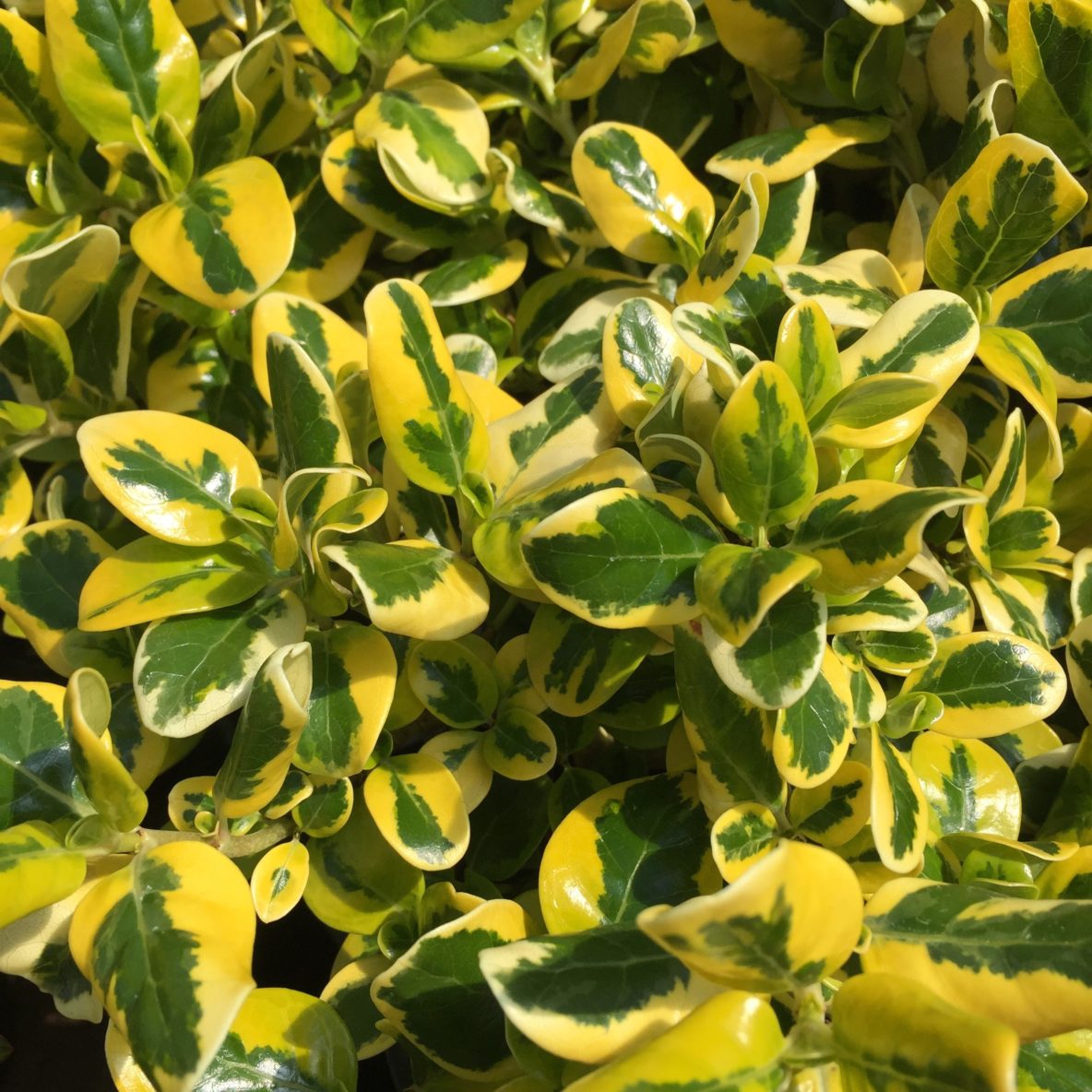 Coprosma Green & Gold 2.5lt - Springvale Garden Centre