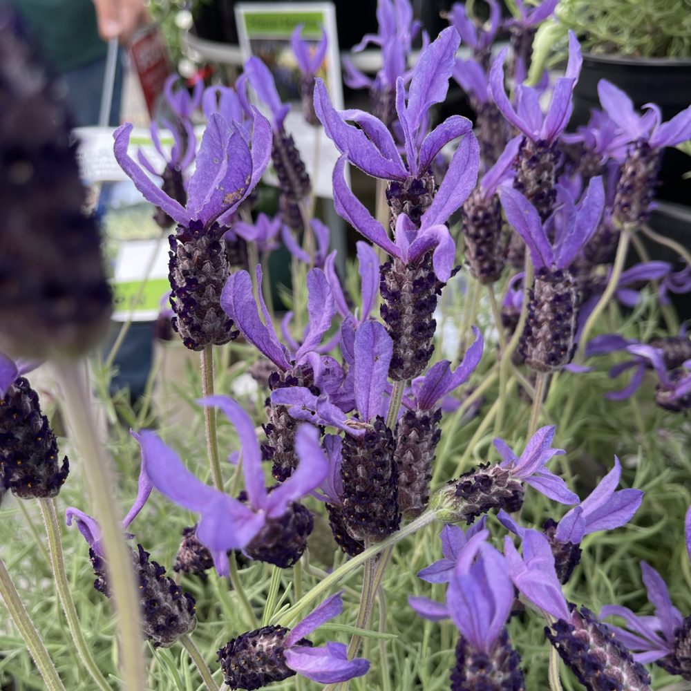 Lavender Major - Springvale Garden Centre