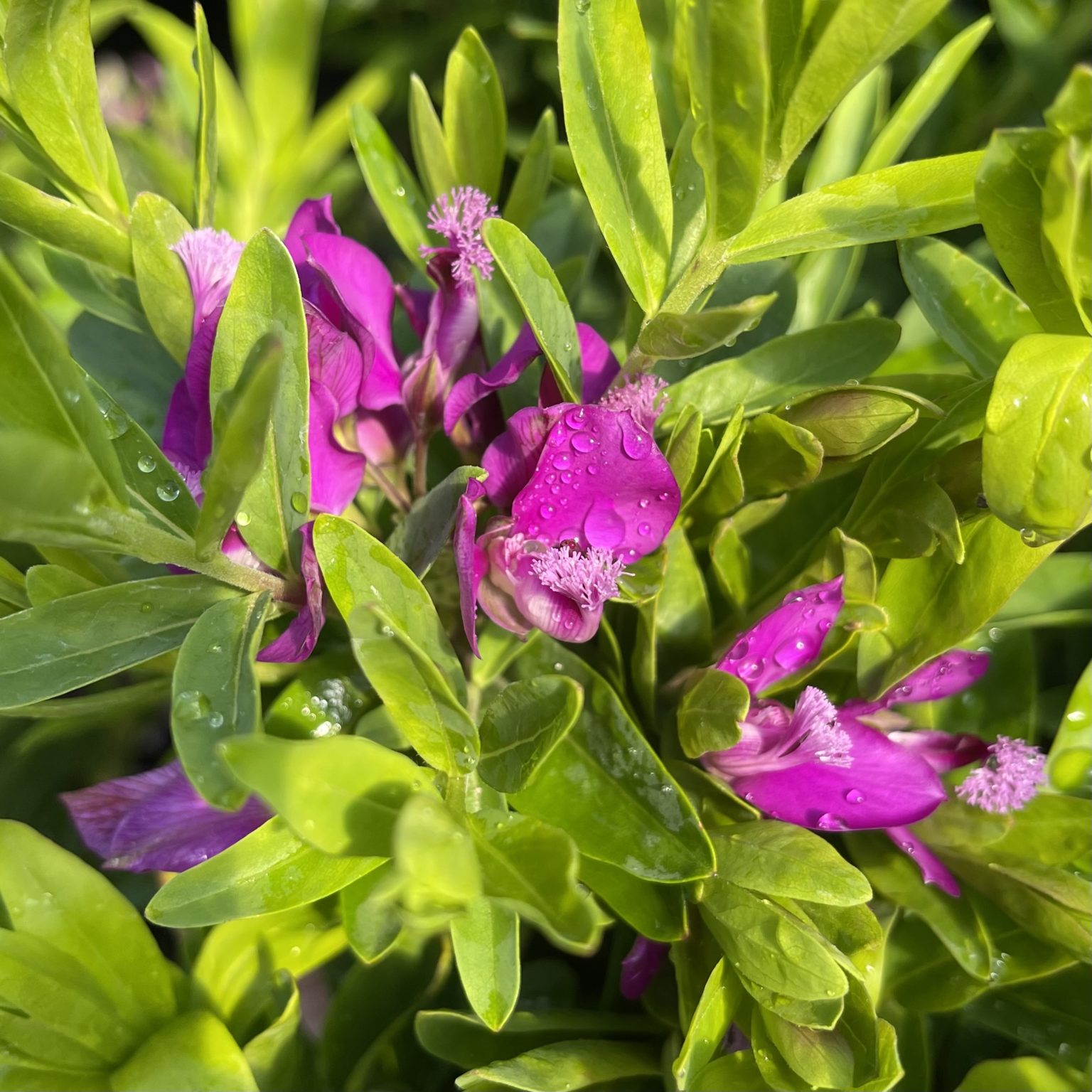 Polygala Grandiflora 2.5lt - Springvale Garden Centre