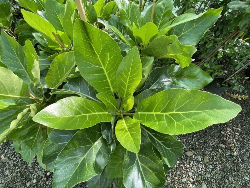 Puka Meryta Sinclairii 15cm - Springvale Garden Centre