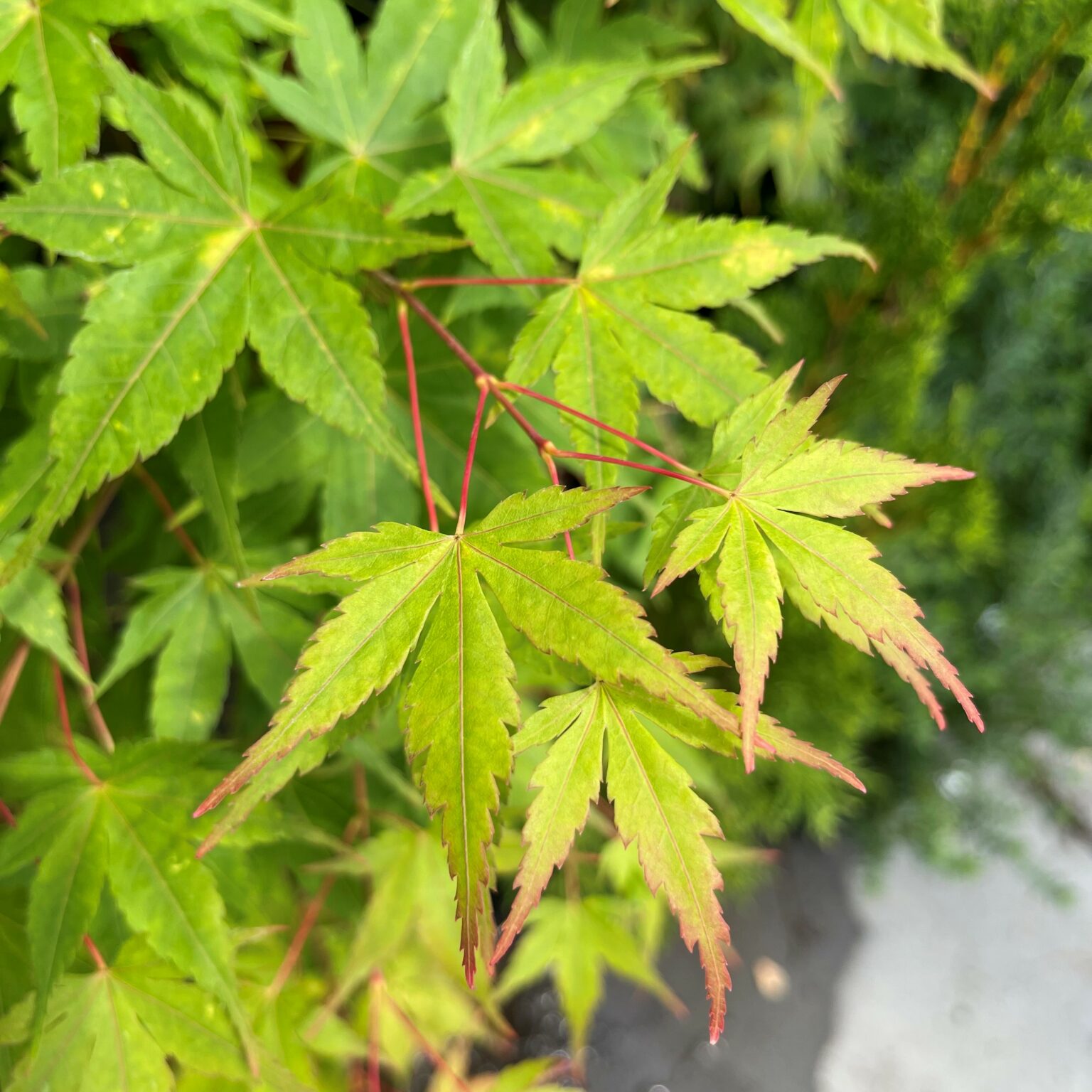 Acer 'Senkaki' - Springvale Garden Centre