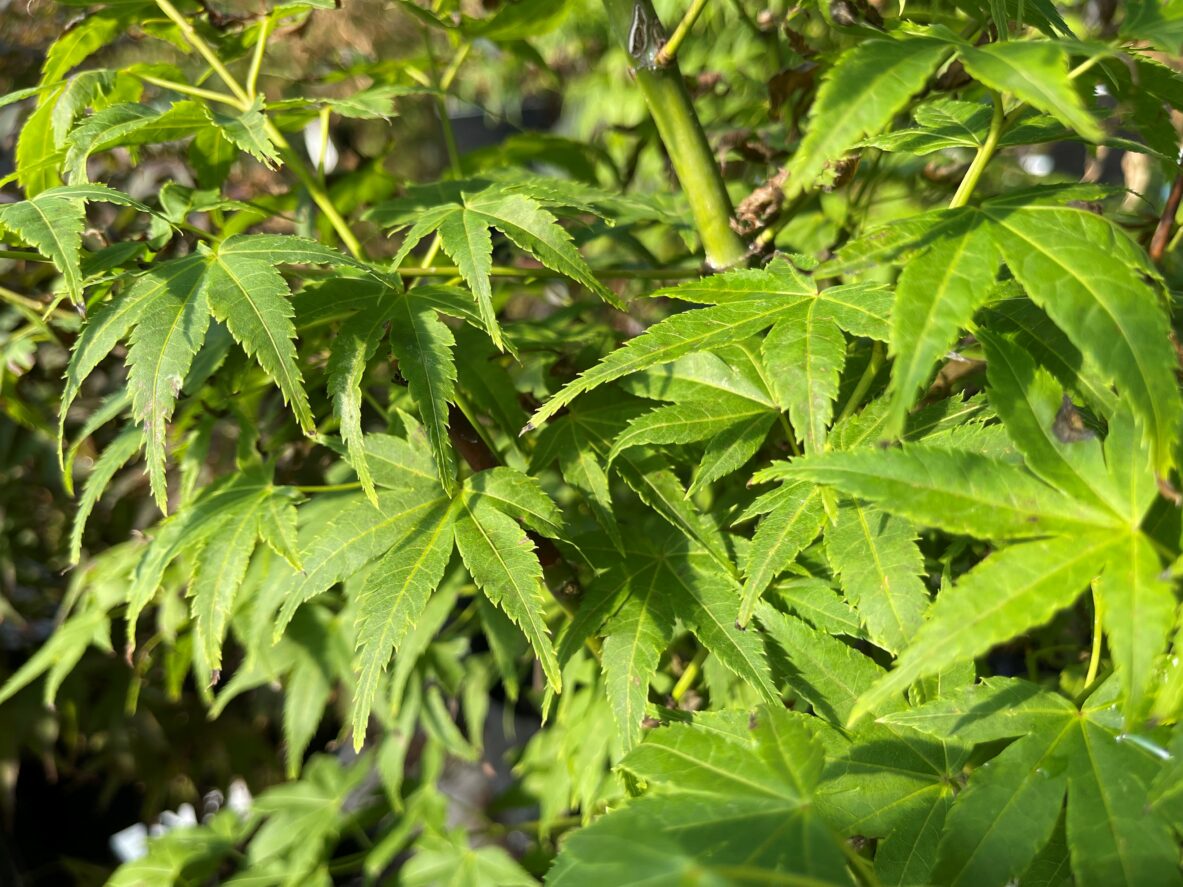 Acer p. 'Shidava Gold' - Springvale Garden Centre