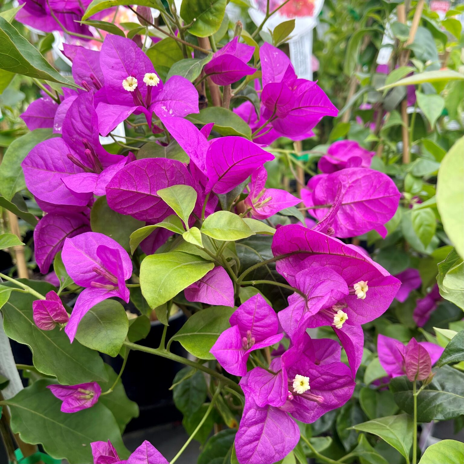 Bougainvillea Magnifica Trail - Springvale Garden Centre