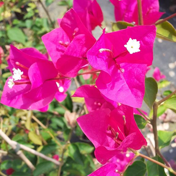 Bougainvillea Mary Palmer - Springvale Garden Centre