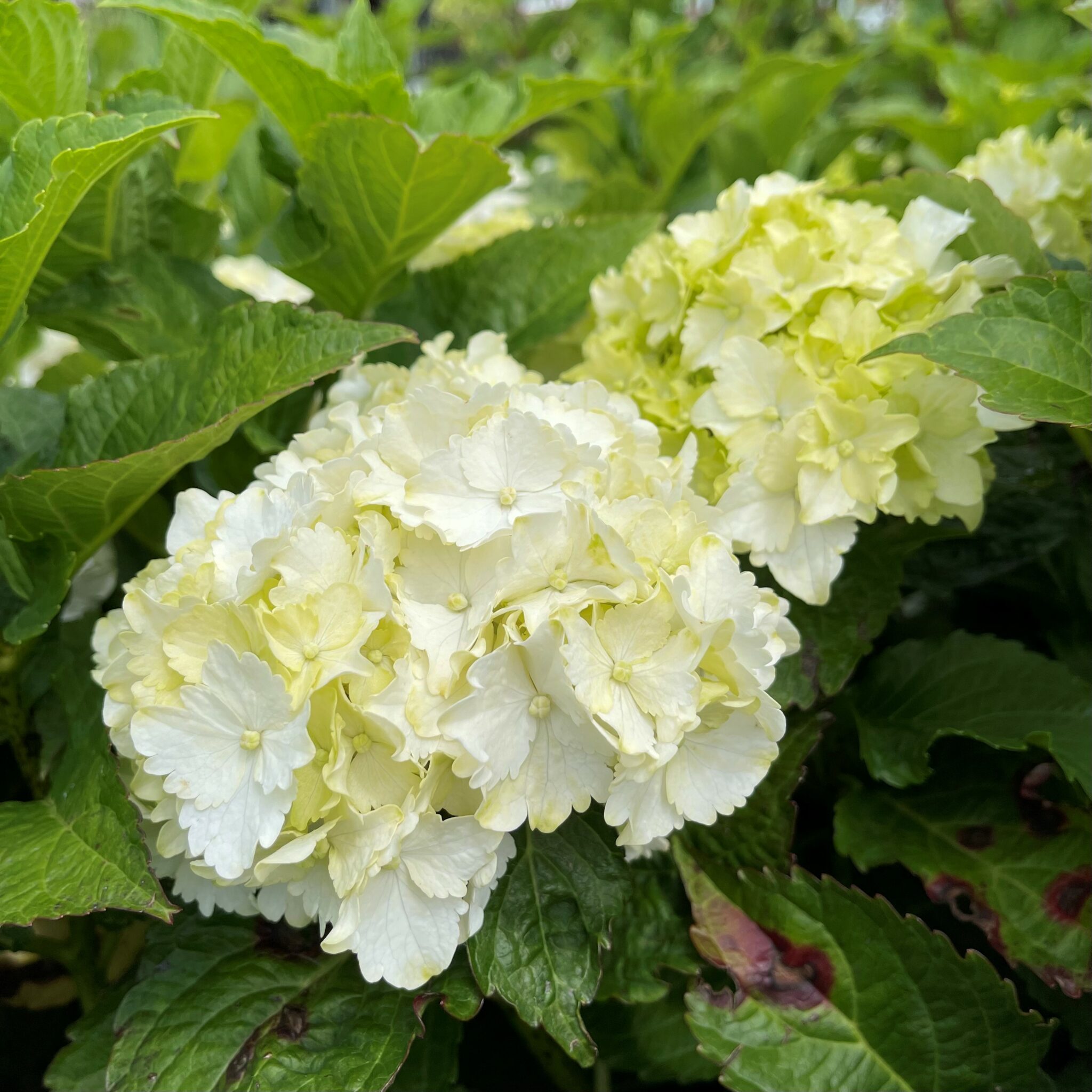 Hydrangea Green Veil 6L Springvale Garden Centre