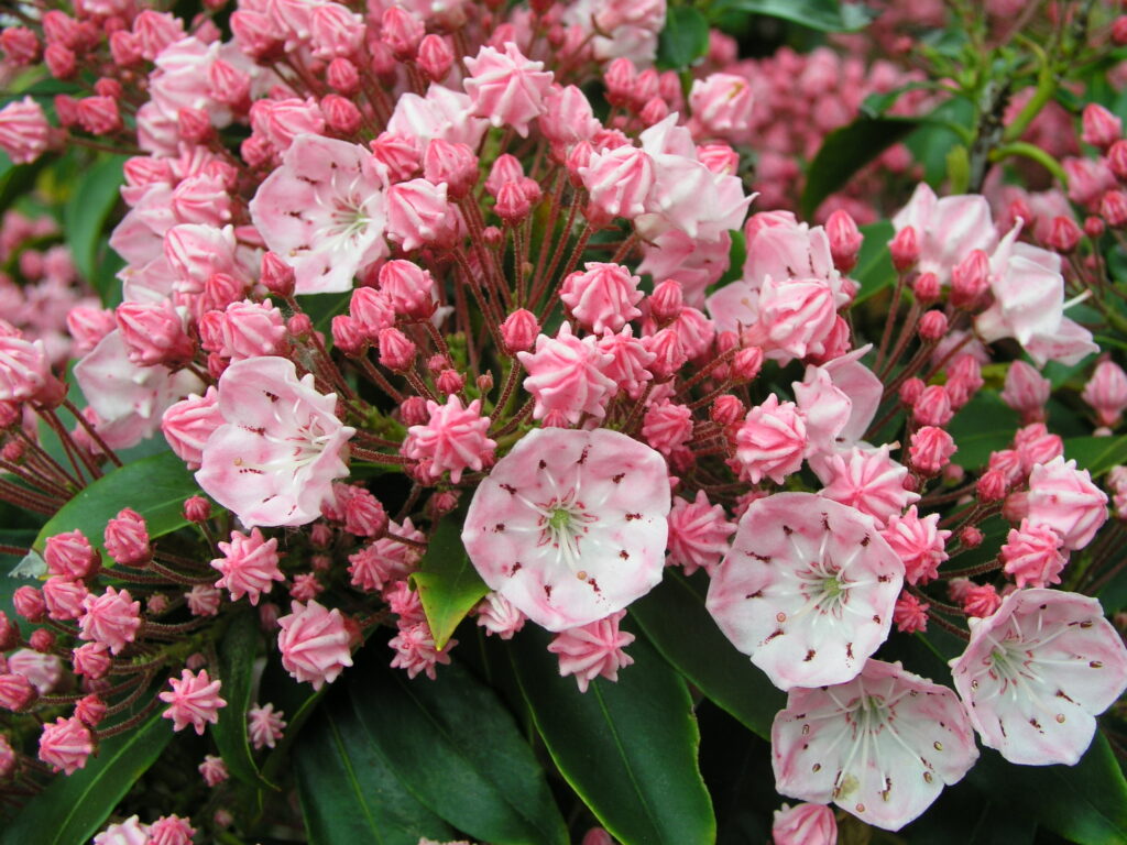 Kalmia Lat Tawa-Glen - Springvale Garden Centre