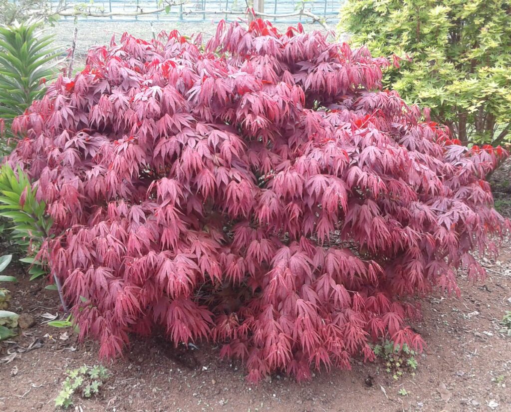 Acer p. 'Oregon Sunset' - Springvale Garden Centre