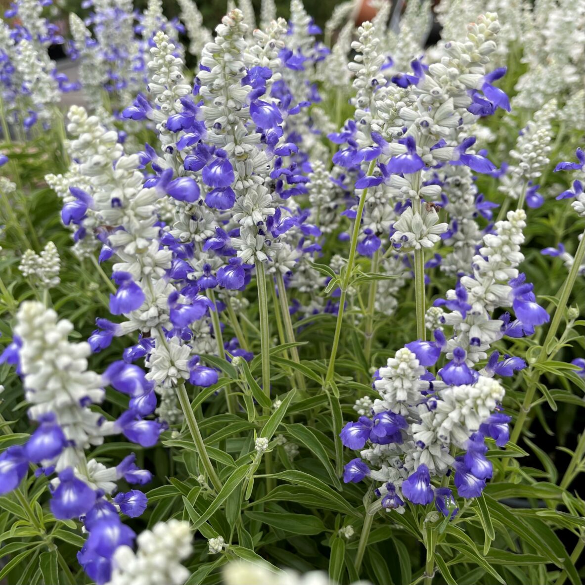 Salvia Sallyfun Blue Tune Springvale Garden Centre