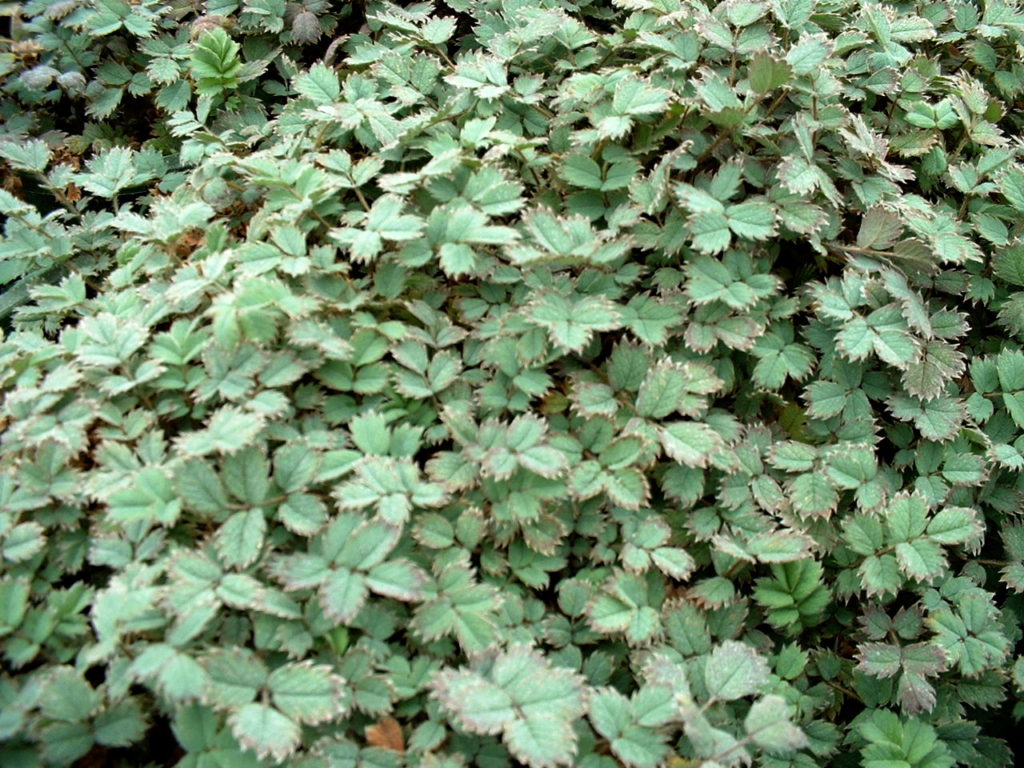 Acaena Caesiglauca - Springvale Garden Centre