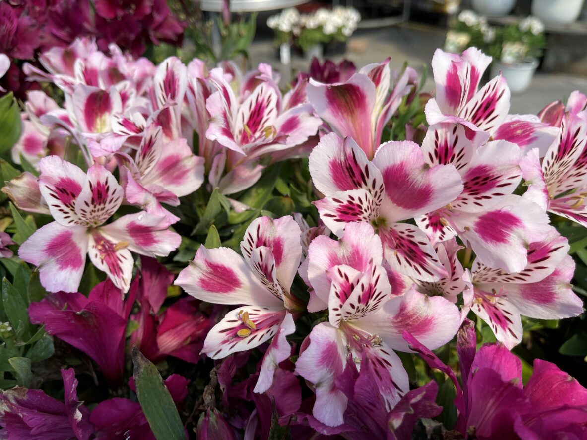 Alstroemeria Inticancha Passio - Springvale Garden Centre