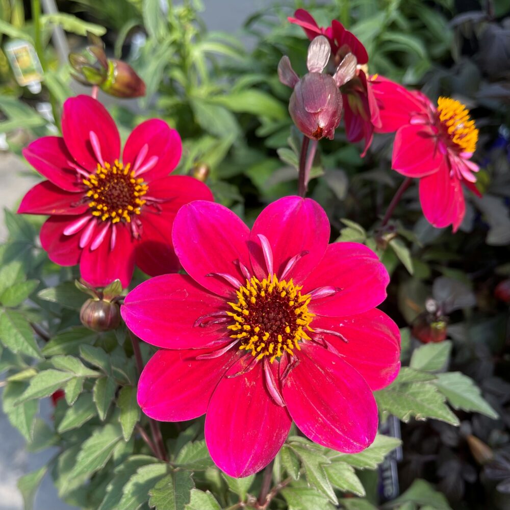 dahlia-dream-weaver-springvale-garden-centre