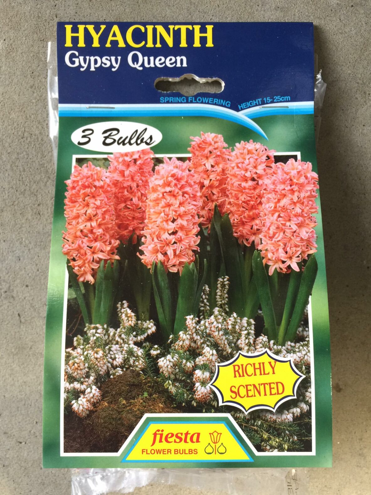 Hyacinth Gypsy Queen 3s Springvale Garden Centre