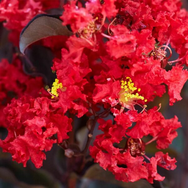 Lagerstroemia Crimson Red PVR - Springvale Garden Centre