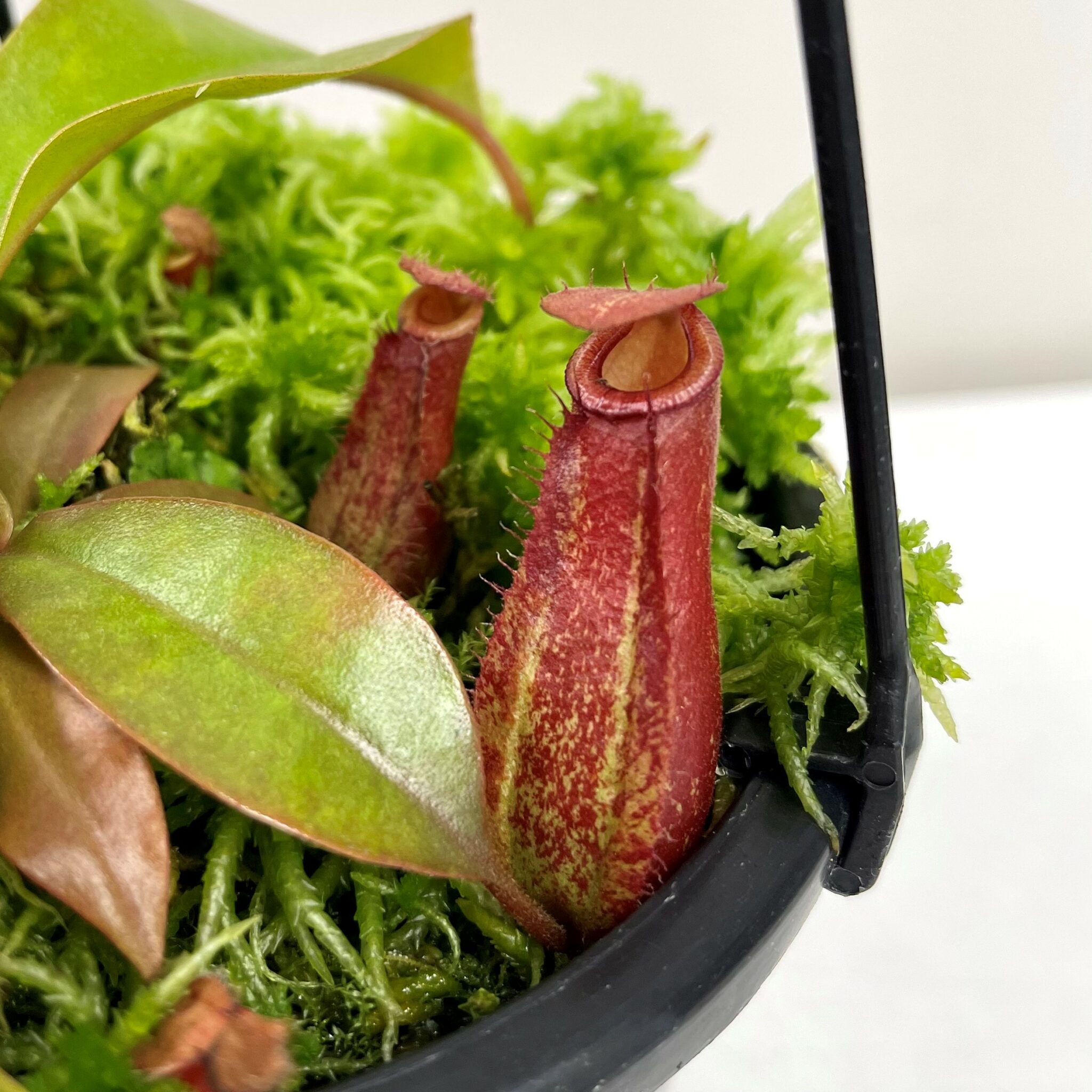 Nepenthes Lady Luck 13cm - Springvale Garden Centre