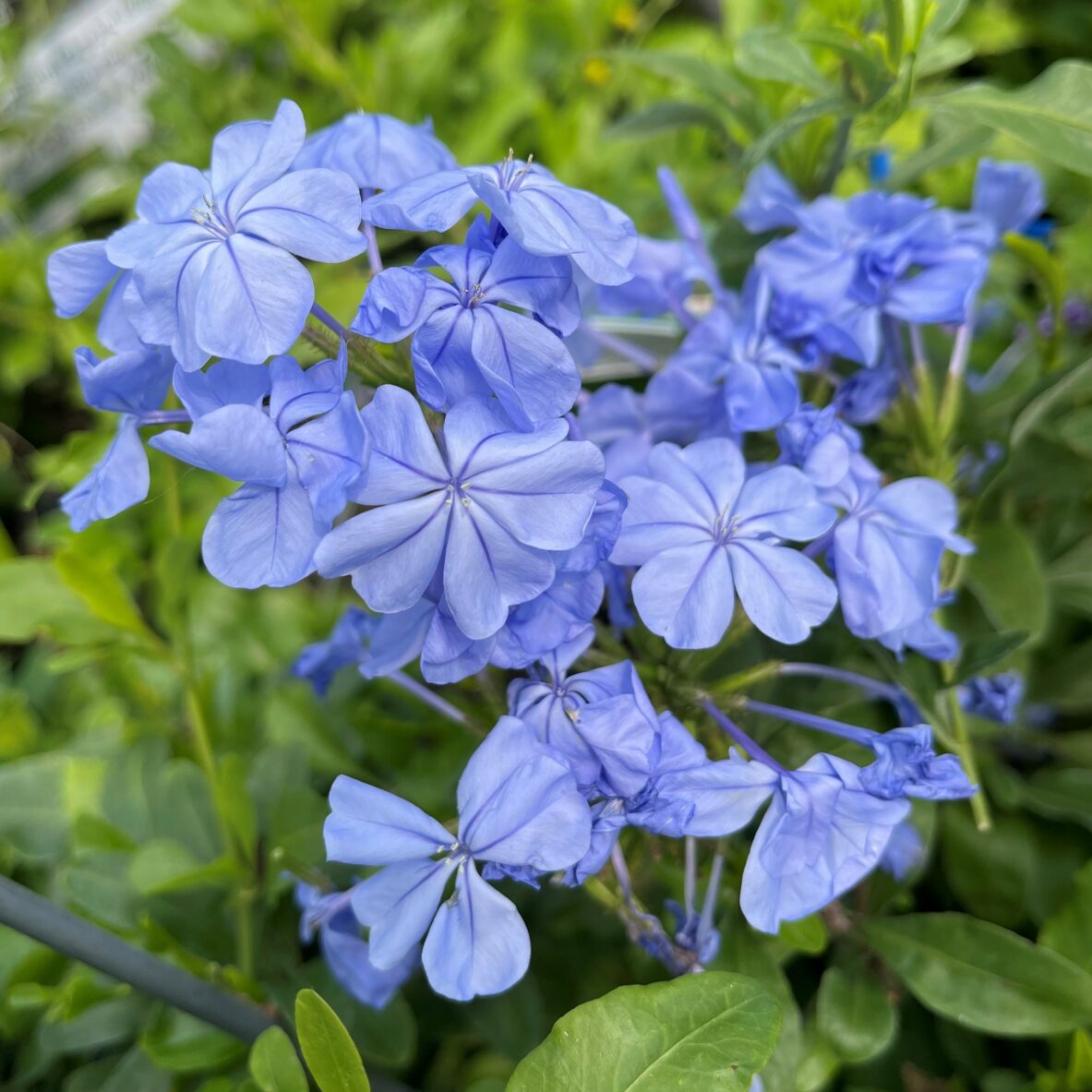 Plumbago auriculata Royal Cape - Springvale Garden Centre