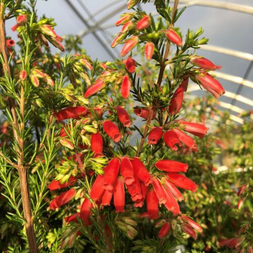 Erica oatseii 'Winter Fire' - Springvale Garden Centre