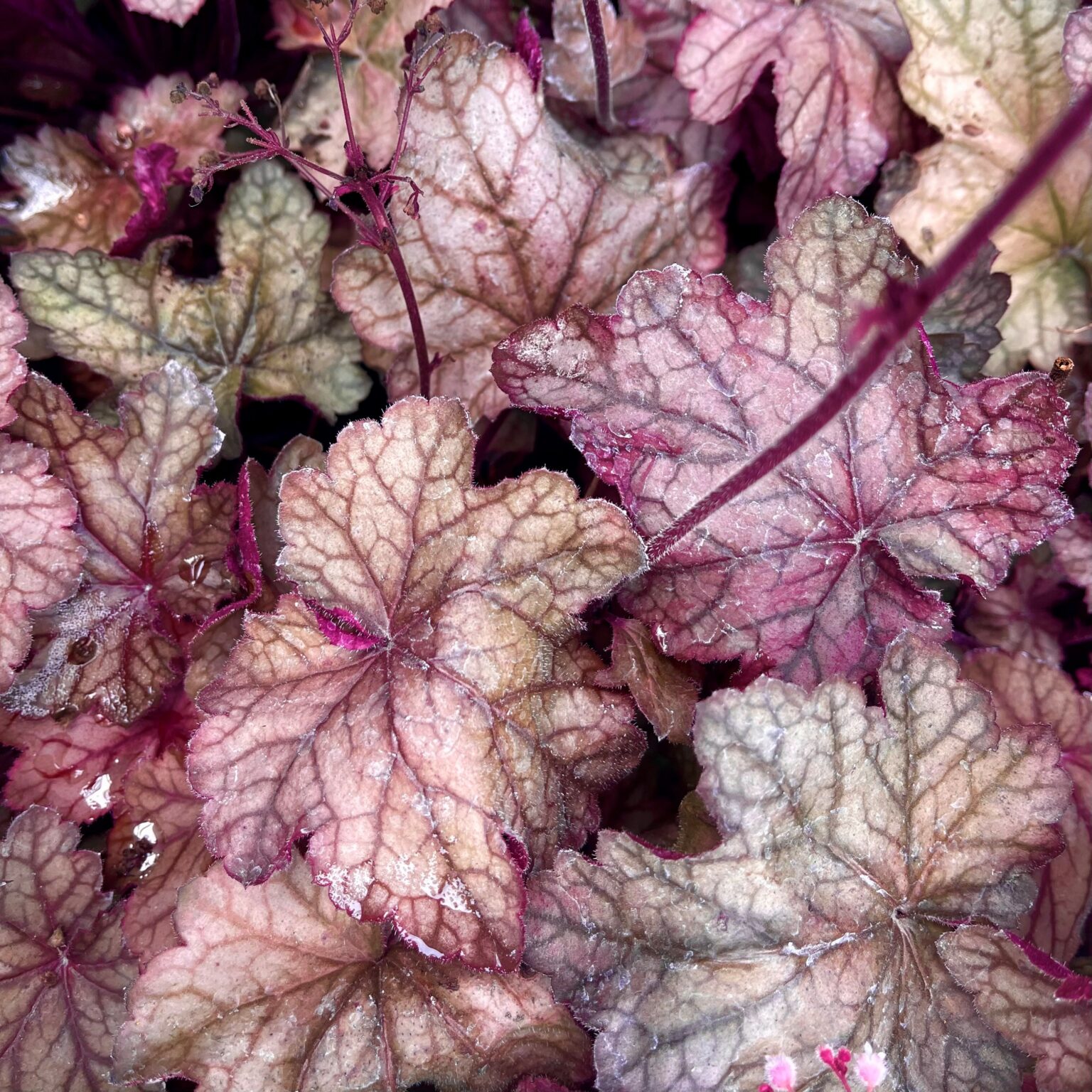 Heuchera Plum Power 2.4ltr - Springvale Garden Centre