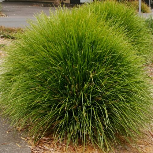 Lomandra Lime Tuff - Springvale Garden Centre