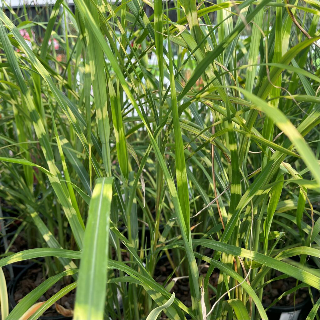 Miscanthus sensis zebrina - Springvale Garden Centre