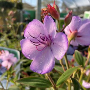Tibouchina Blue Moon - Springvale Garden Centre