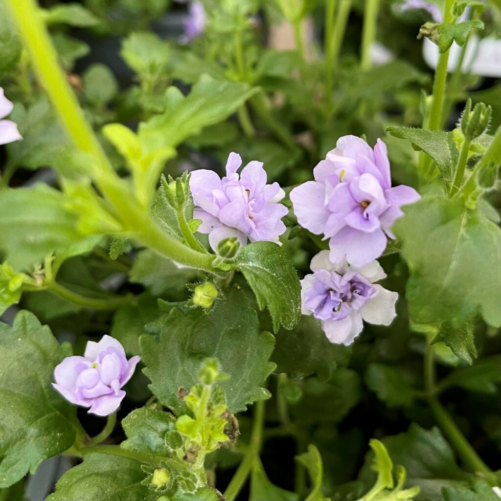 Bacopa Scopia Double Lavender - Springvale Garden Centre