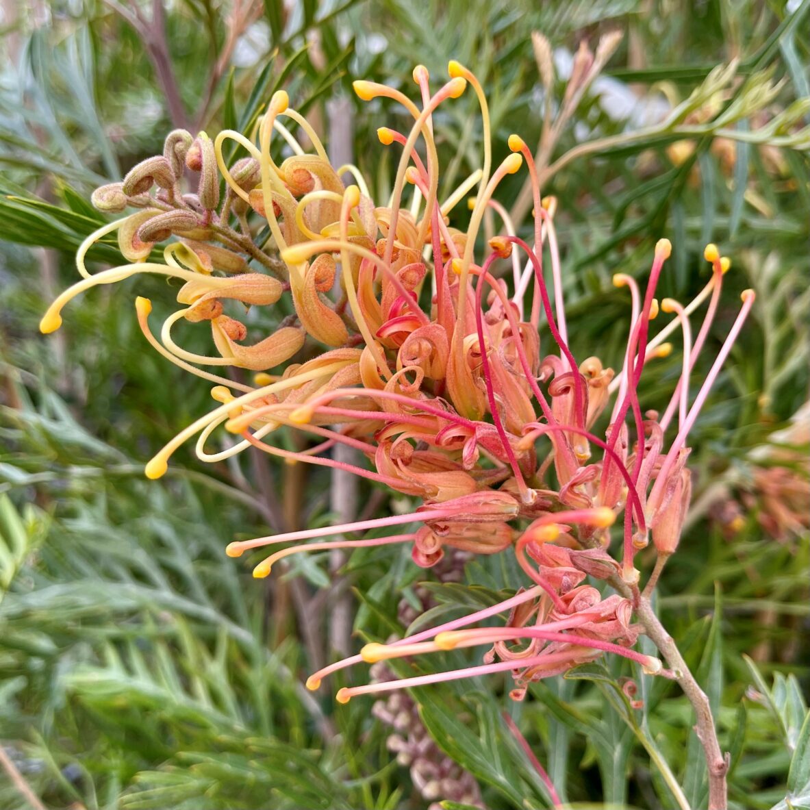 Grevillea Ned Kelly - Springvale Garden Centre